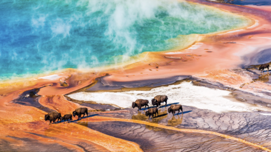 A group of bison cross a colorful area of Yellowstone