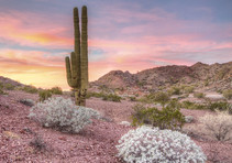 A desert cactus in a desert landscape. 