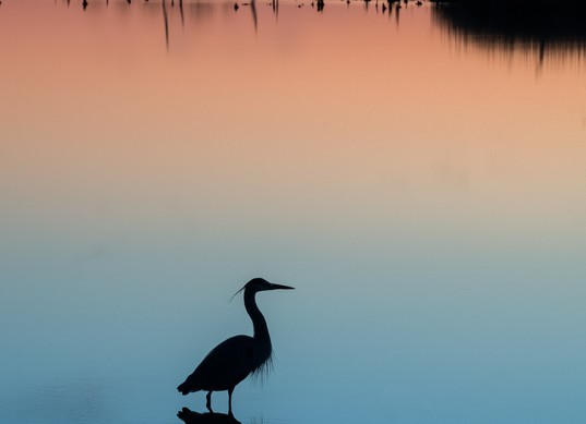 Pink and blue reflections of a tall bird on the waters of Blackwater National Wildlife Refuge