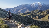 Person with two dogs on the trail looking out at an iconic California landscape of hills and a snow capped mountain. 