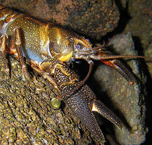 Close up of the Shasta Crayfish