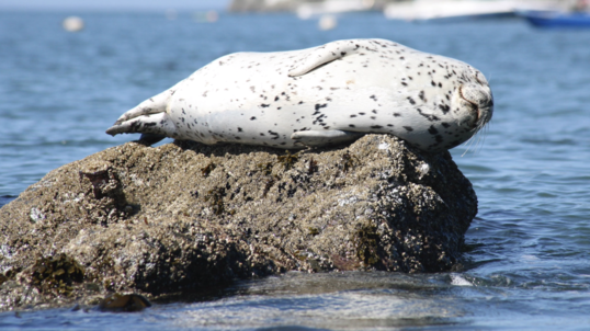 A white seal with spots lies stiff on a rock sticking up out of the ocean