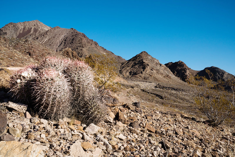 A cactus in a desert landscape. 