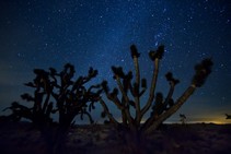 A night sky photo with a cactus.