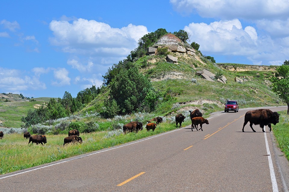 A herd of bison cross a road at Theodore Roosevelt National Park.