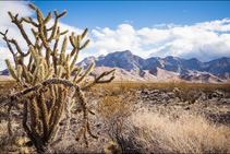 A cactus in the forefront and snow covered mountains in the background of a photo.