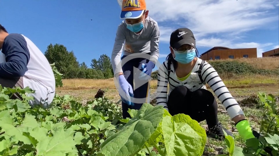 Two people wearing masks pick vegetation in the outdoors