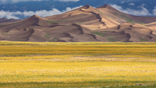 Millions of yellow sunflowers surround a giant group of sand dunes