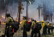 A line of firefighters on a road facing a wildland fire.