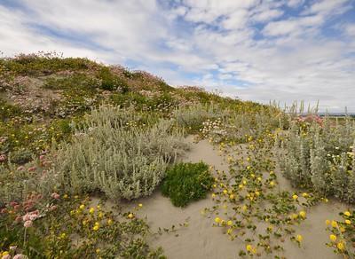 A picture of wild flowers on san dunes.