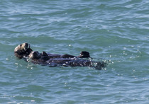 Otter on its back floating, photo courtesy of Gary O'Neill