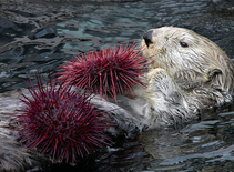sea otter with sea urchin on its belly, photo by NOAA