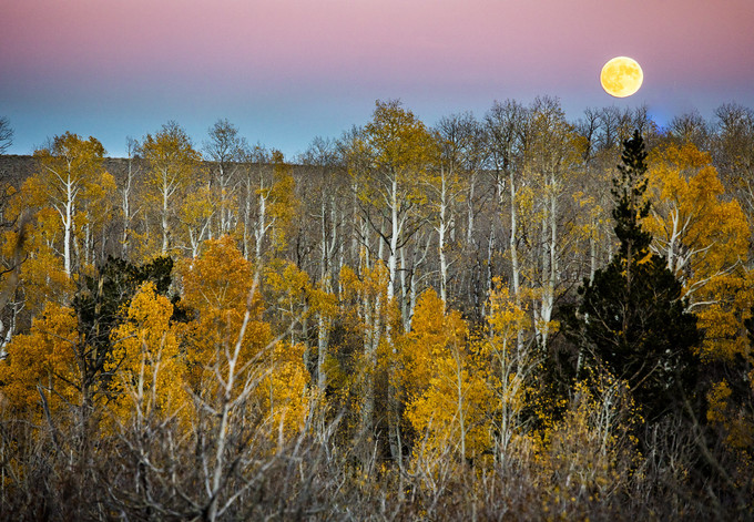 Fall foliage on a stand of trees in the foreground, full moon in background, photo by Bob Wick