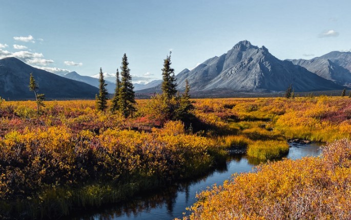 An Alaskan valley is filled with red and orange colored brush and vegetation. A small creek winds through