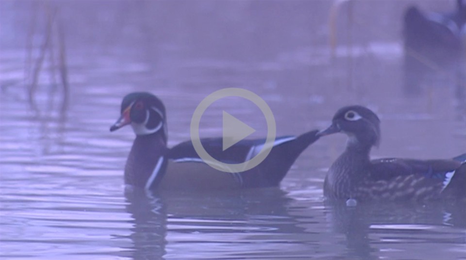 Two ducks swim in a pond