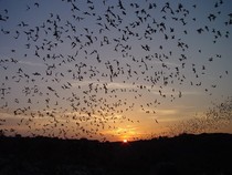 Bats in flight.