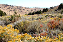 Twin Peaks Herd Management Area featuring rabbit brush and leafy plants with hills in the background. 