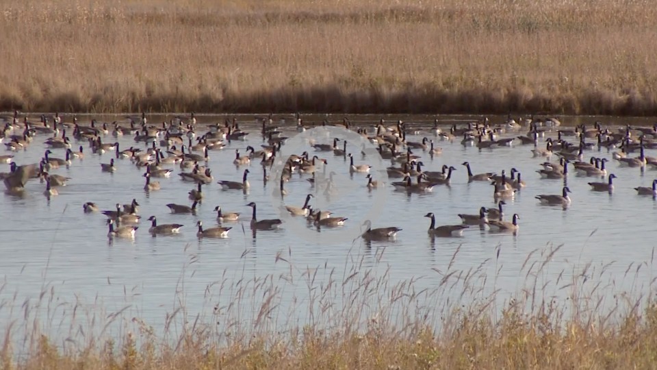 A large group of ducks all wading in a pond