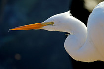 Stunning egret, white with yellow bill zoomed in to view the slender neck and head