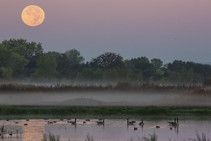 Cosumnes River Preserve, water and water fowl in foreground, tall reeds with oaks under a full moon