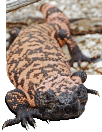 Gentle giant practically smiling for the camera with its speckled body of the striped gila monster, photo NPS/N. Perkins