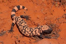 The speckled body of the striped gila monster gives way to solid bands on the tail. (Red Cliffs Desert Reserve/Cameron Rogan)