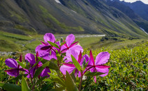 Wildflowers at Lake Clark. Photo by NPS.