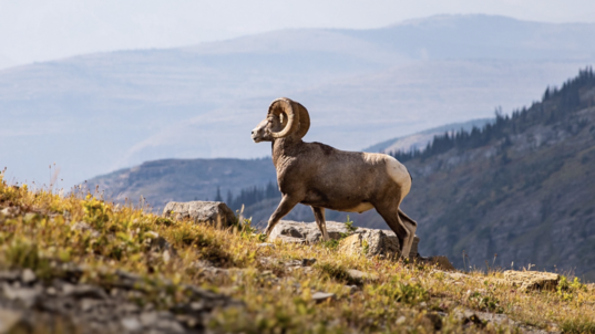 A bighorn sheep trots up a steep mountain at Glacier National Park