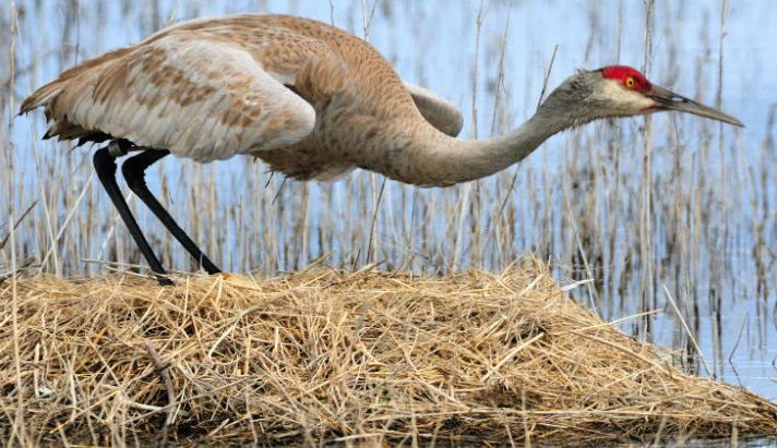 A single sandhill crane crouching down with neck extended. 