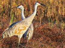 Two sandhill cranes standing next to each other in a thicket of reeds. 