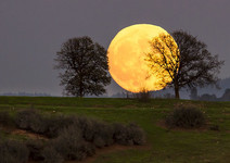 Cronan Ranch view of oak trees frame a rising full moon, photo by Bob Wick.