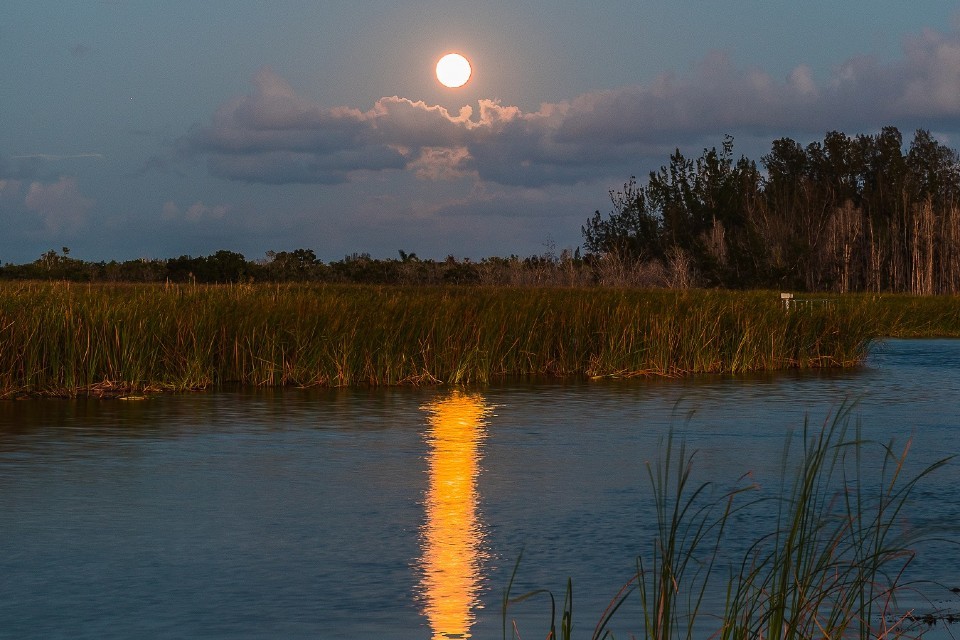 A moonlight reflection glows off of a Florida marsh