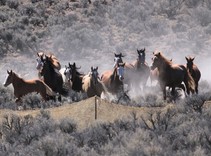 horses running in a sagebrush field.