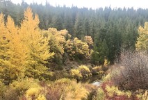 Fall foliage along a river.