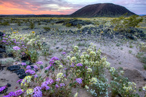 Wildflowers in front of a desert crater.