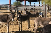 Four grey burros standing in a corral.