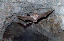 A bat with big ears flying in a cave.