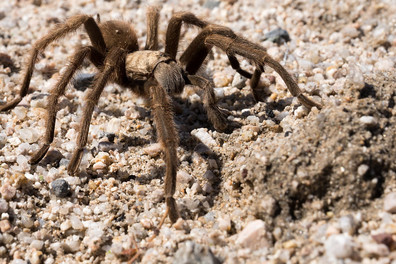 A brown tarantula.