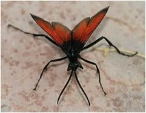 A red-winged insect.