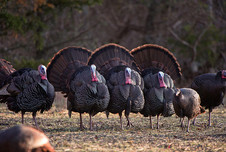 Several wild turkeys in a row. 