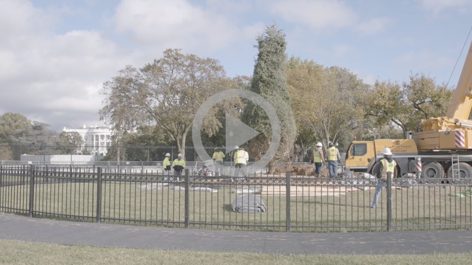 A crew of workers installs a large tree behind a fence at the White House