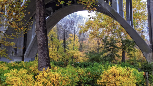 Fall colored trees sit underneath a bridge