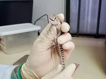A small lizard in a gloved hand.