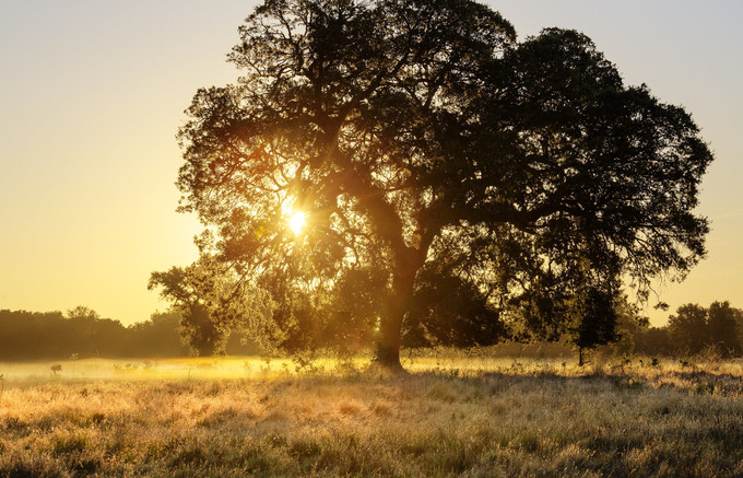 A large oak tree with the sun shining behind it in a grassy meadow.