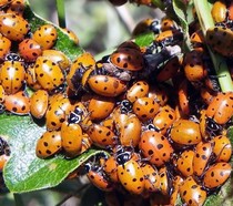 A large cluster of ladybugs