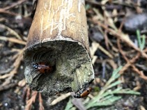 Several ladybugs on a fallen branch. 