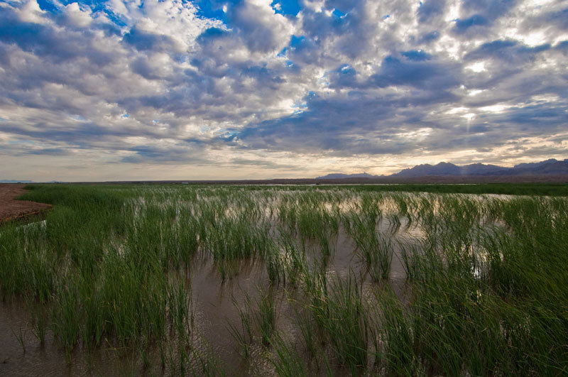 Marsh vegetation and open water under a cloudy sky. Photo by Alexander Stephens, U.S. Bureau of Reclamation.