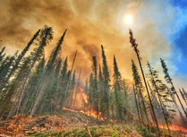 Tall pine trees standing in flames and smoke in the skies. 