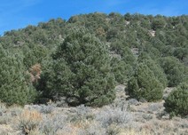 A stand of pinyon trees. 