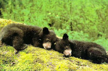 Two black bear cubs nap surrounded by lush green low growing plants. 